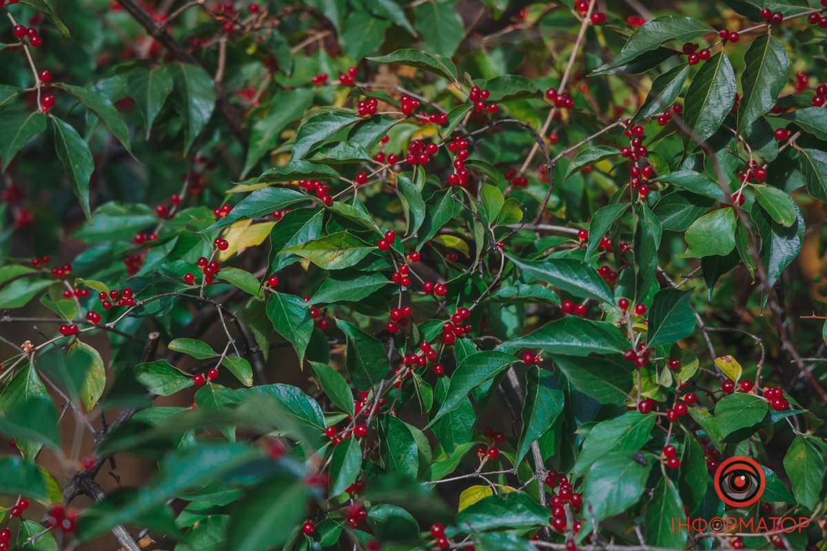 Не можна їсти Не можна їсти