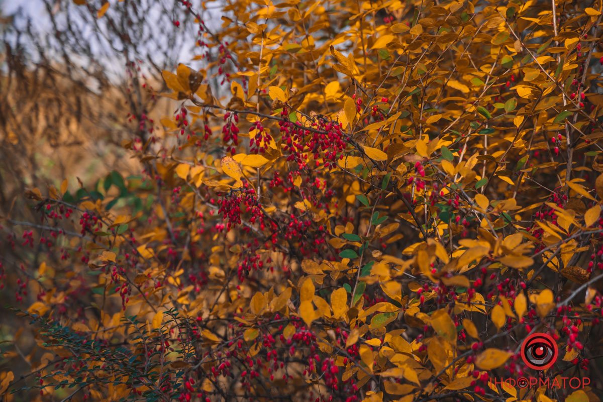 Барбарис Барбарис