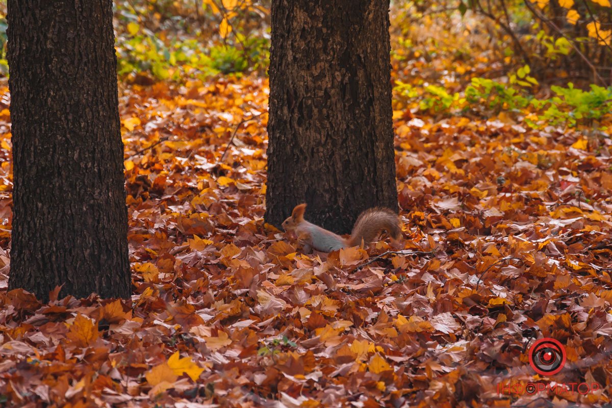 Замаскувалась Замаскувалась
