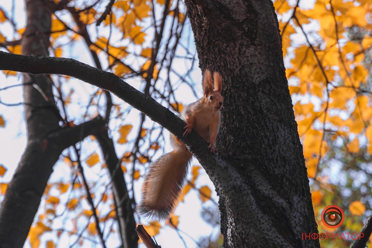 Білочка Білочка