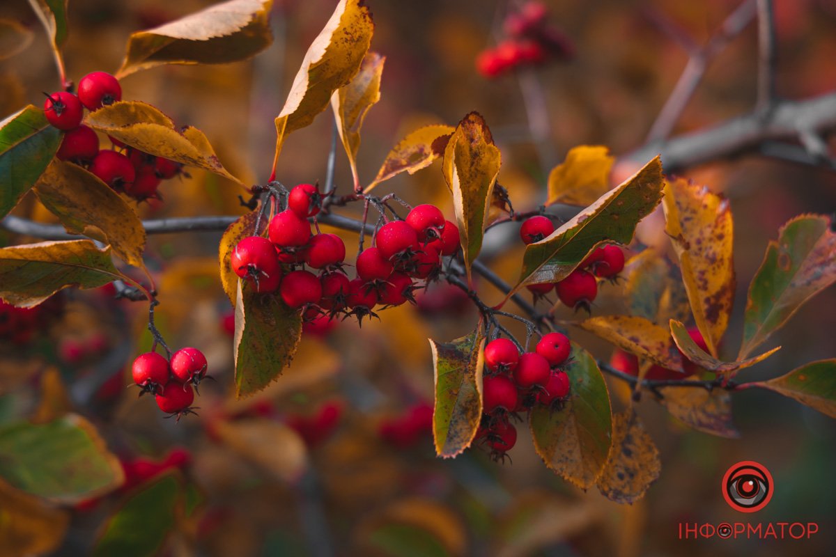 Осінь малює яскравими красками Осінь малює яскравими красками