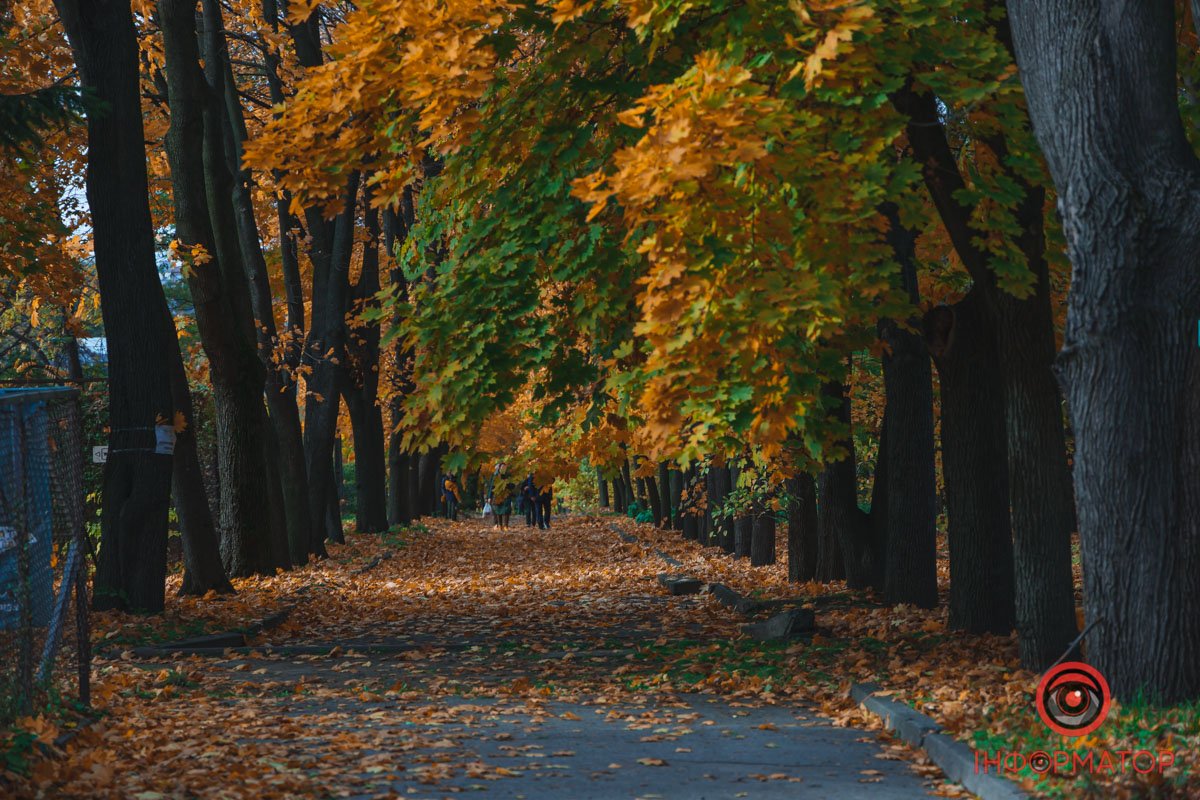 Нахилились клени Нахилились клени