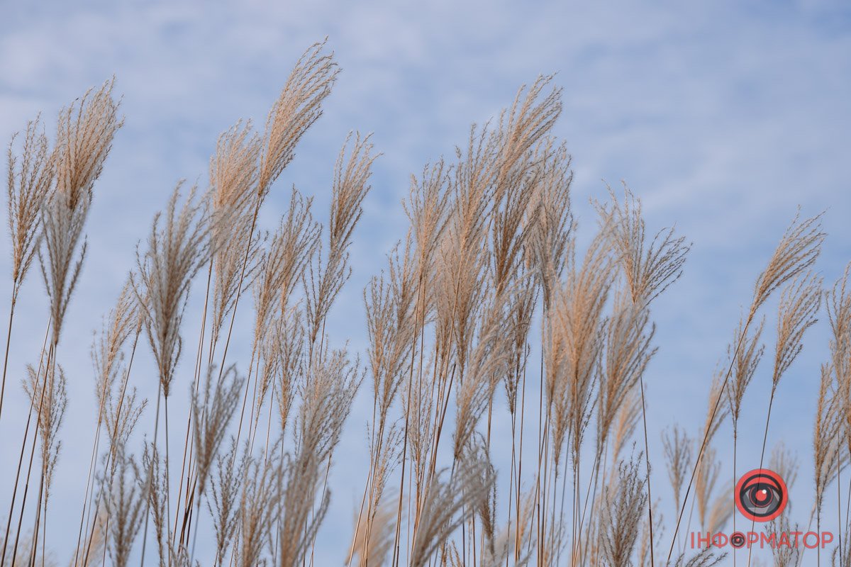 Картина Картина