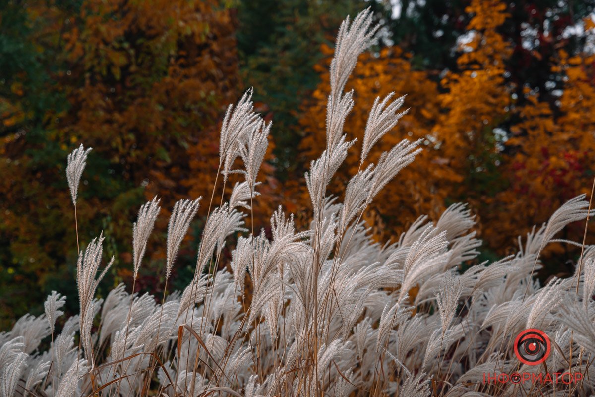 Пухнасті ручки Пухнасті ручки