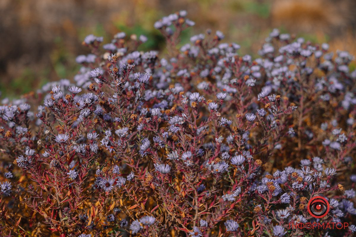 Сухоцвіт Сухоцвіт