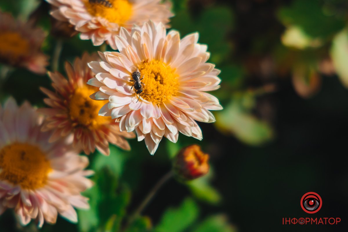 Бджілки ще ніжаться на сонці Бджілки ще ніжаться на сонці