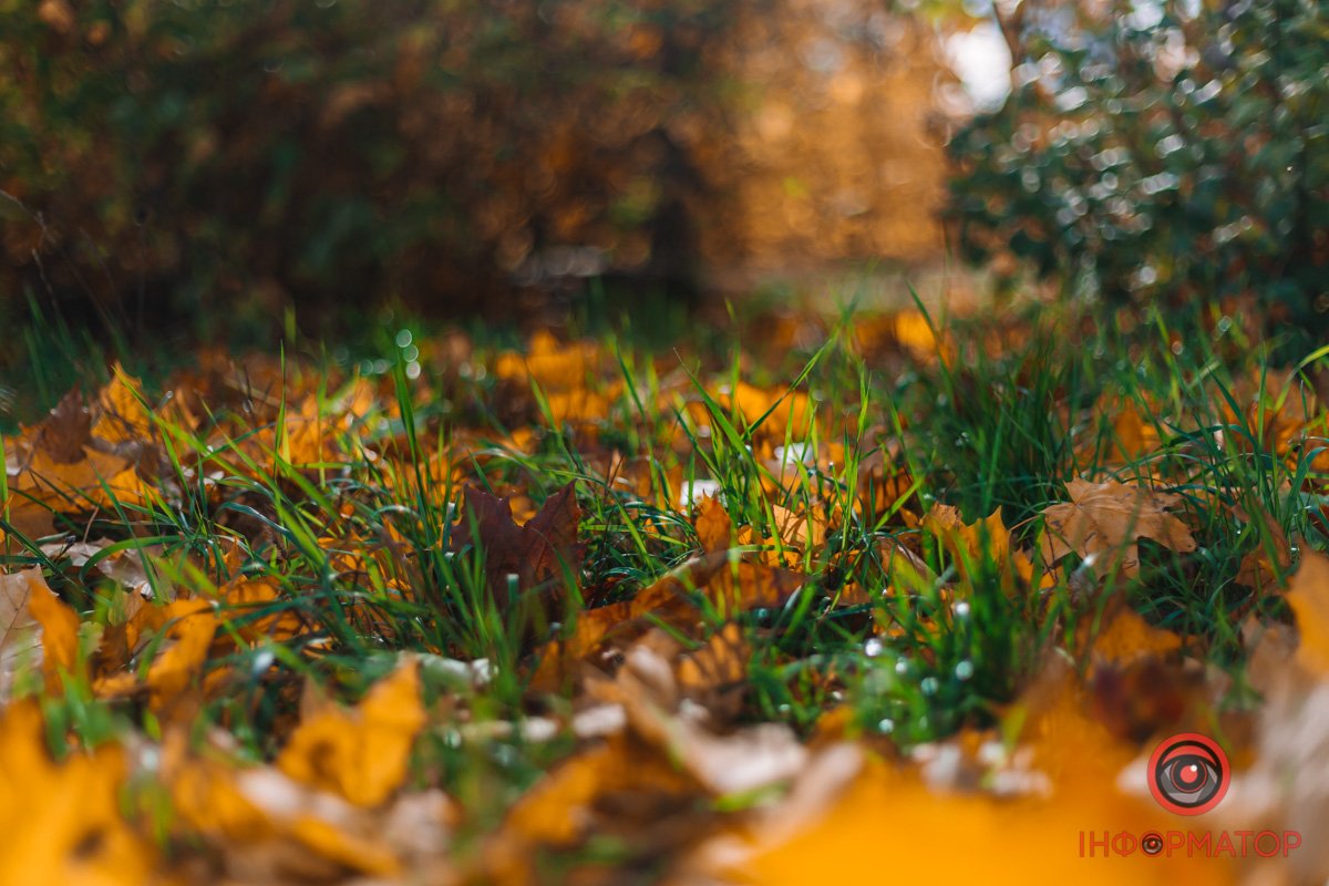 Ще трохи літньої зелені Ще трохи літньої зелені