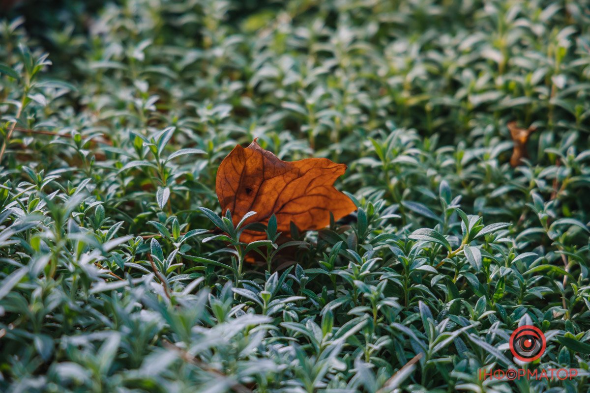 Одинокий лист Одинокий лист