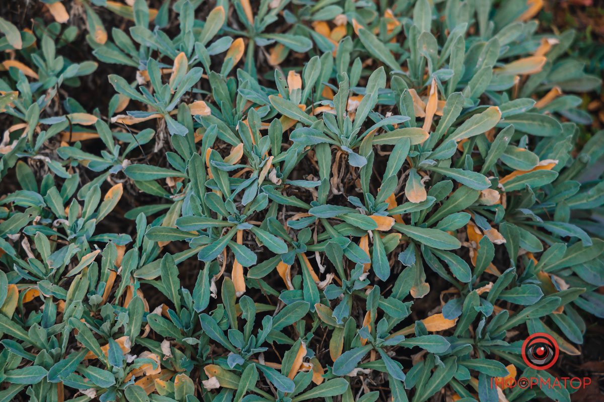 Ковдра Ковдра