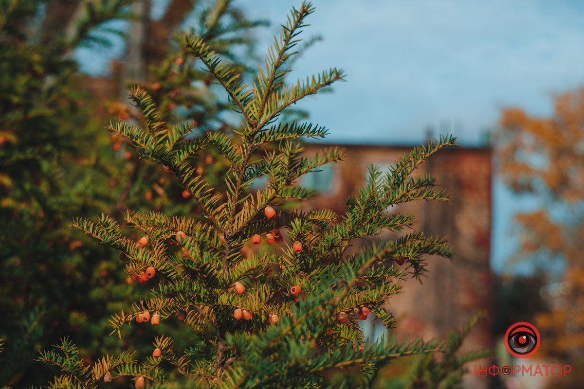 Ніби маленькі дзвіночки Ніби маленькі дзвіночки