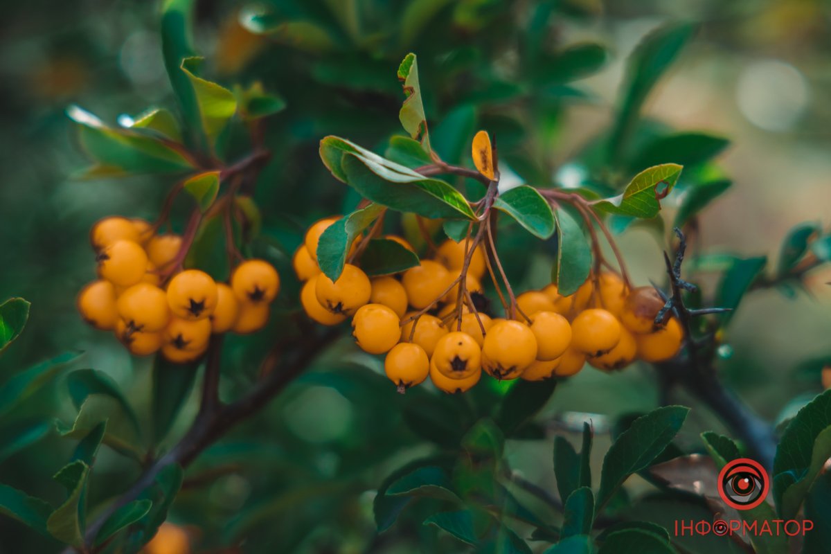 Жовта горобина Жовта горобина