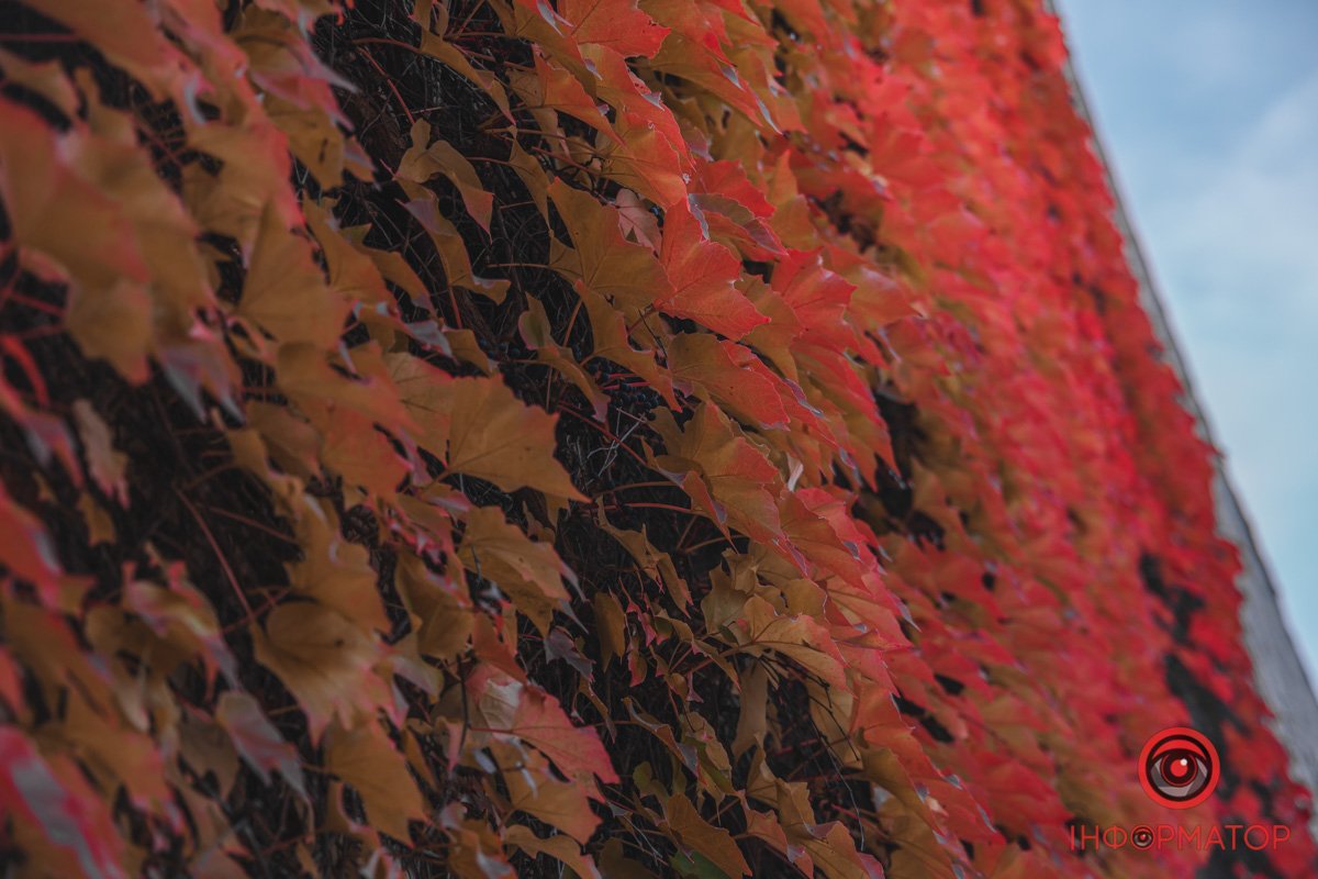 Стіна з винограду Стіна з винограду