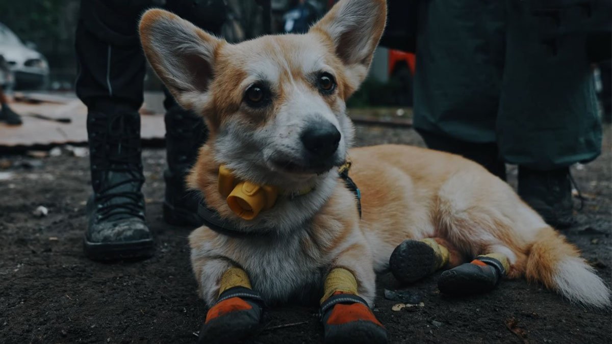 Как кинологи из Павлограда вместе с собаками ищут людей под завалами