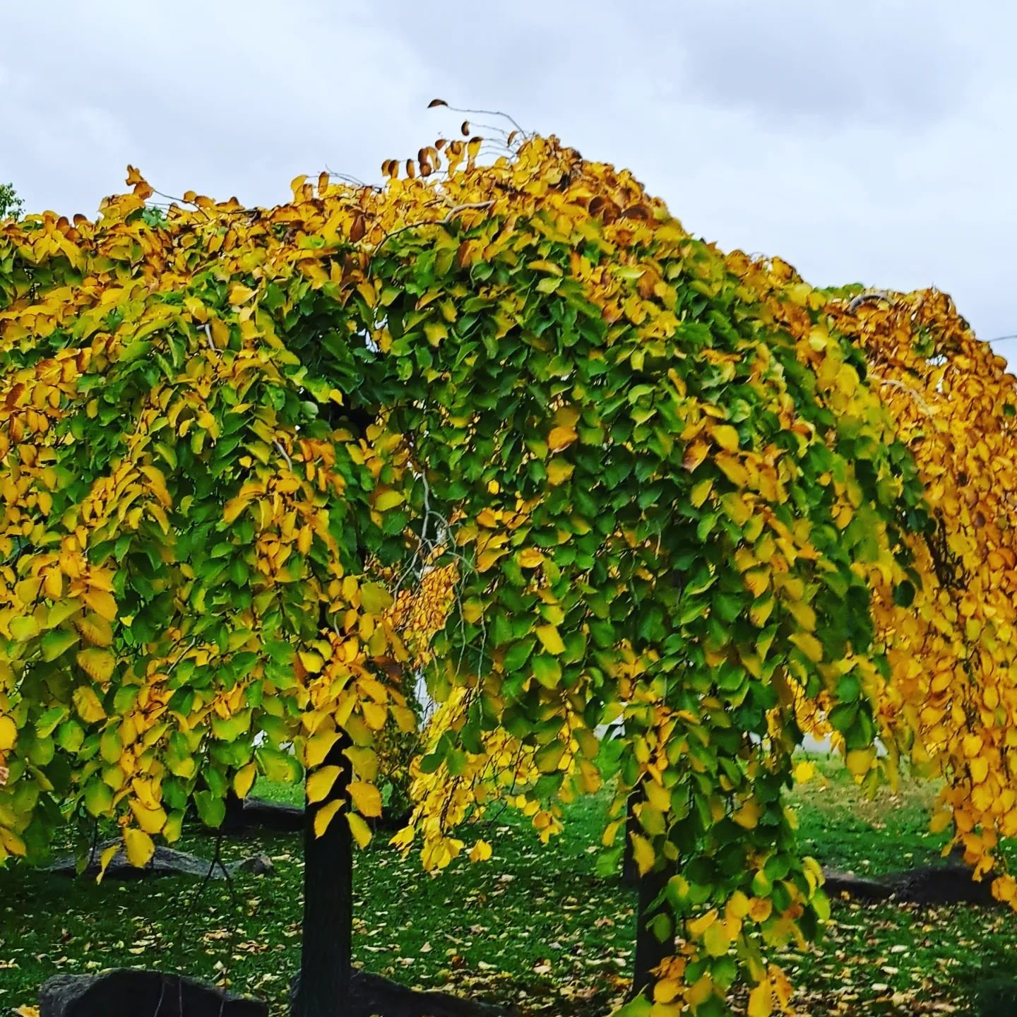 @antipova6614 @antipova6614