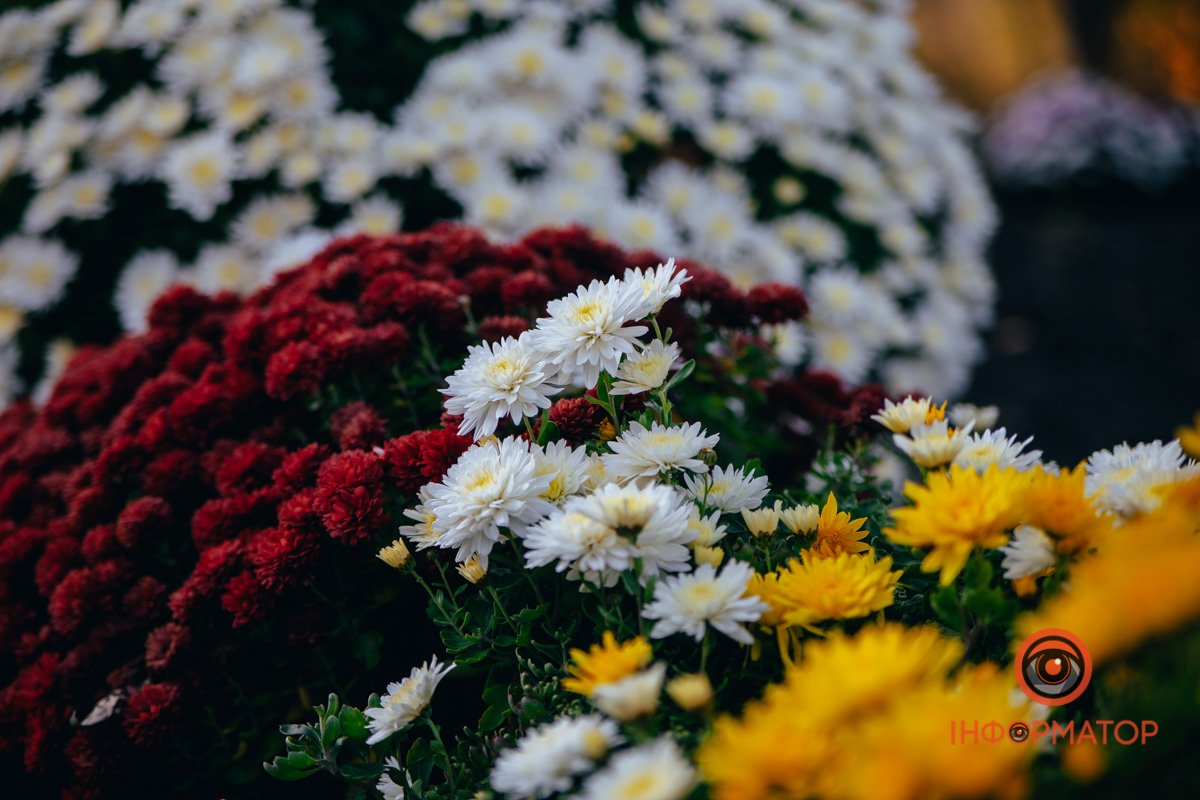 Світ кольорів