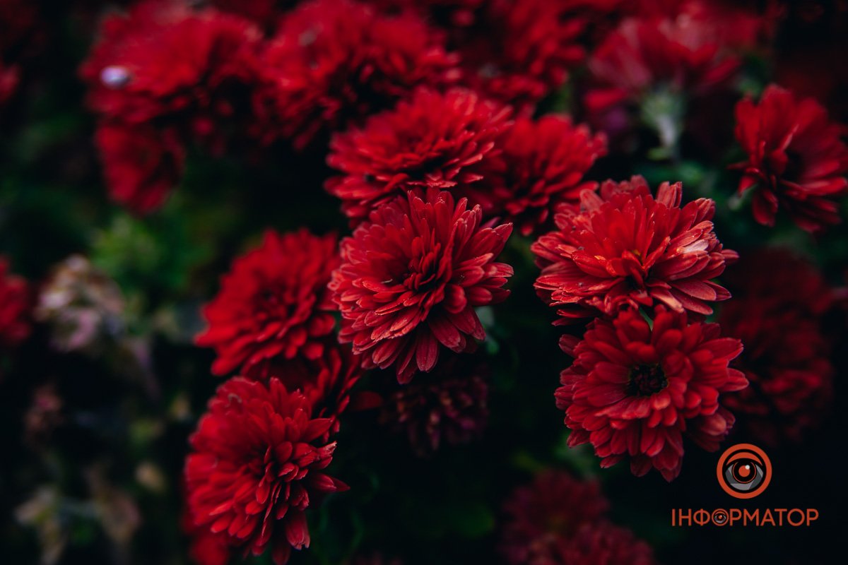 Це шо, троянди?