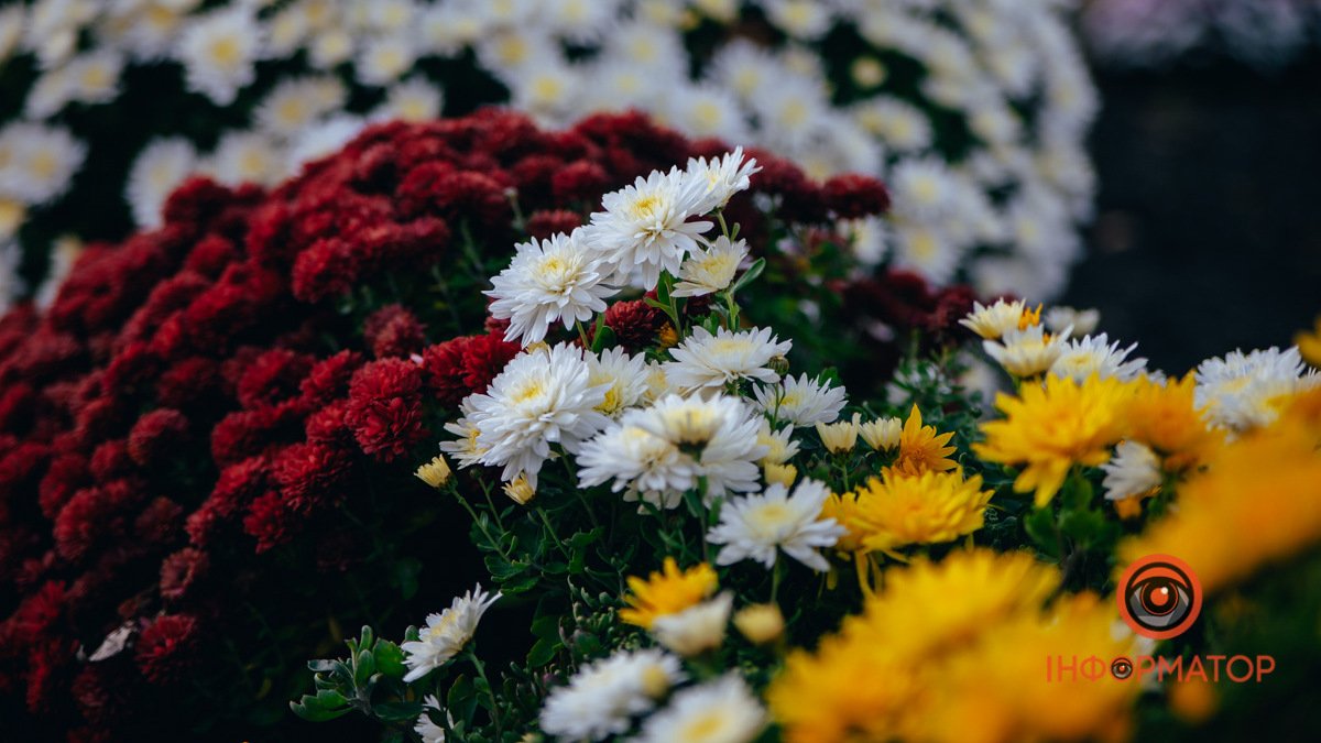 Посмотрите напоследок: в Днепре цветут хризантемы