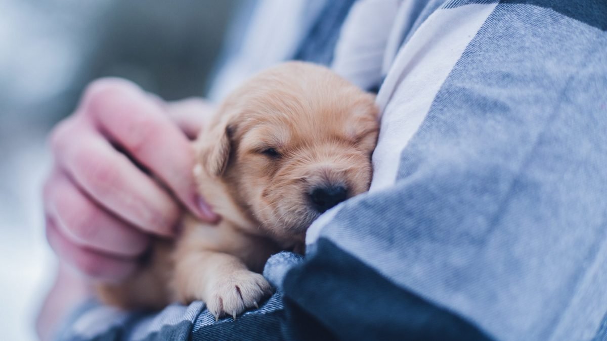 Косточки извитые рахитом: в Днепре спасают жизнь маленького щенка