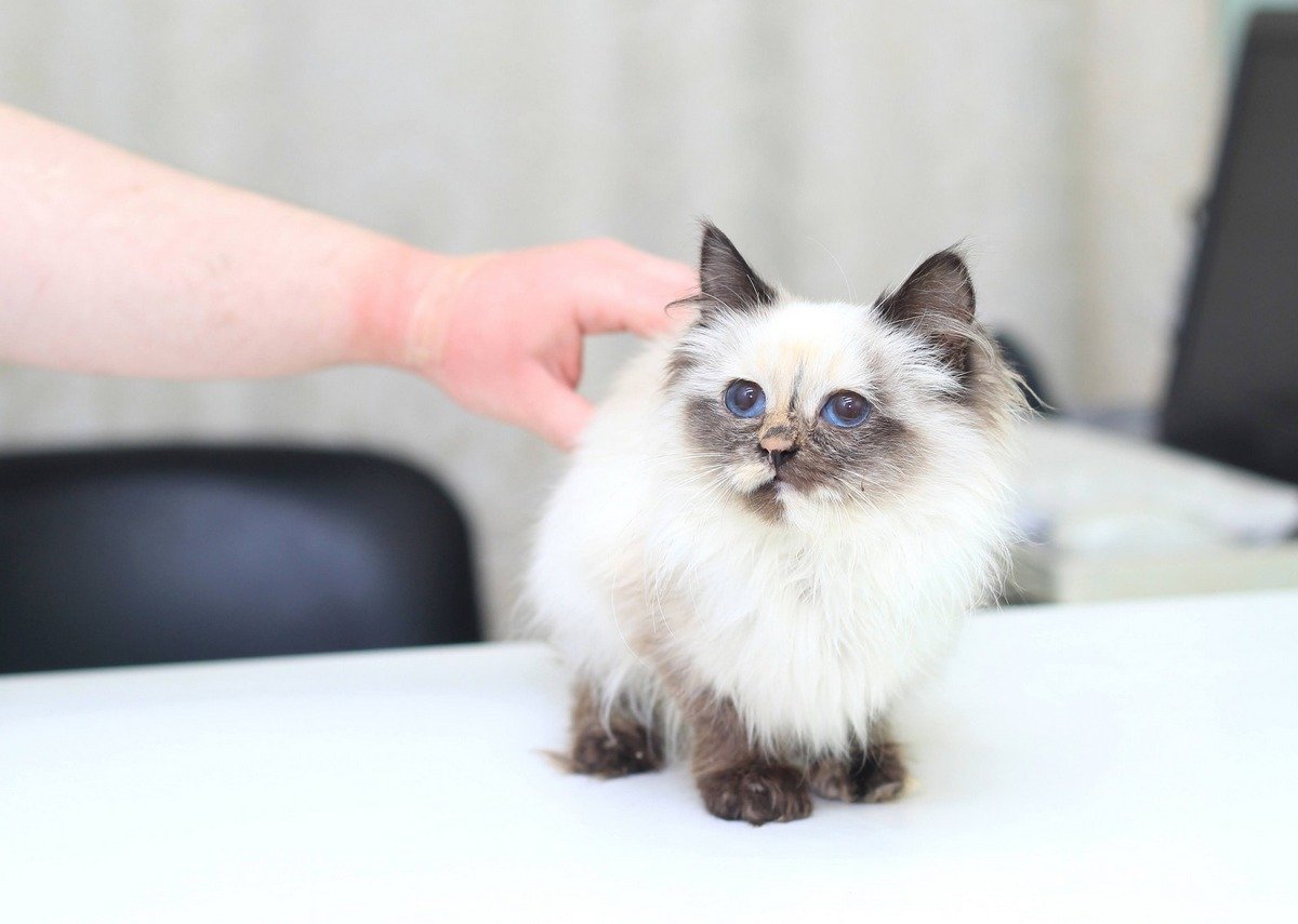 Пушистики ищут дом: где в Днепре найти себе котика или собачку 1