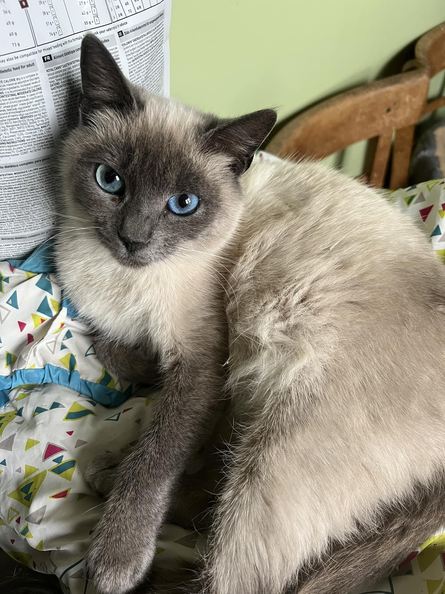 Пушистики ищут дом: где в Днепре найти себе котика или собачку 2