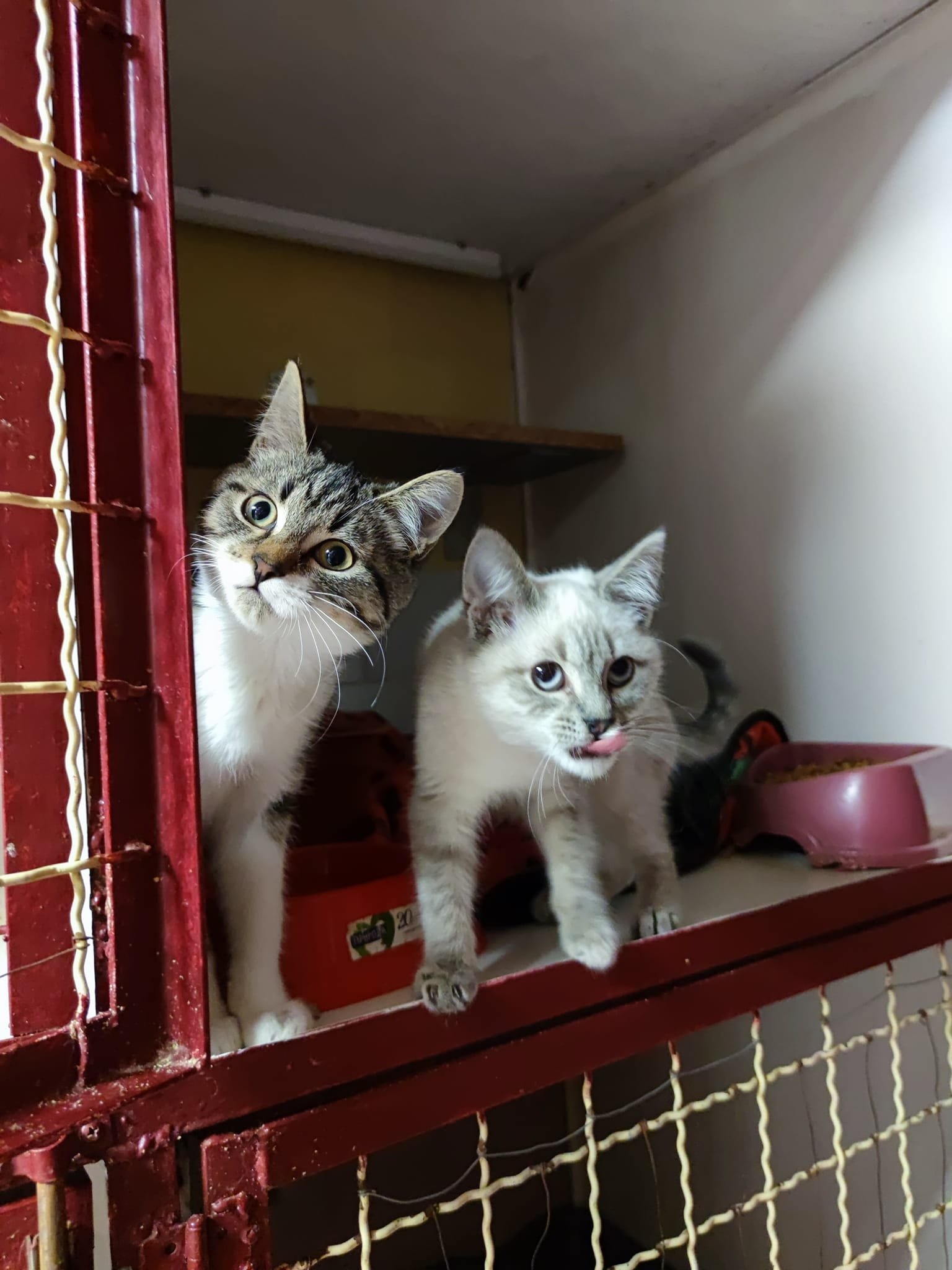 Пушистики ищут дом: где в Днепре найти себе котика или собачку 3