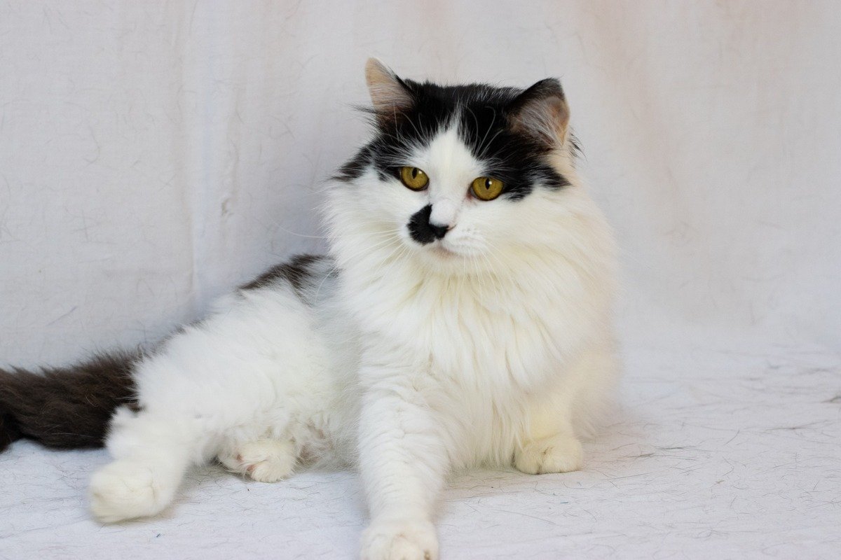 Пушистики ищут дом: где в Днепре найти себе котика или собачку 5