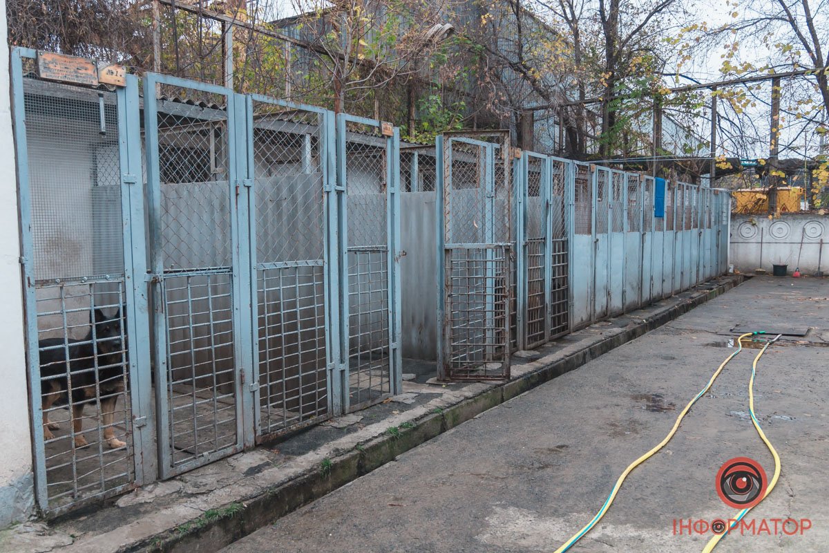 Загалом собаки працюють до 9 років Загалом собаки працюють до 9 років