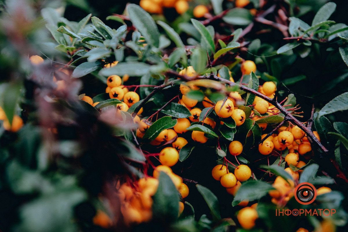 Ягоди Ягоди