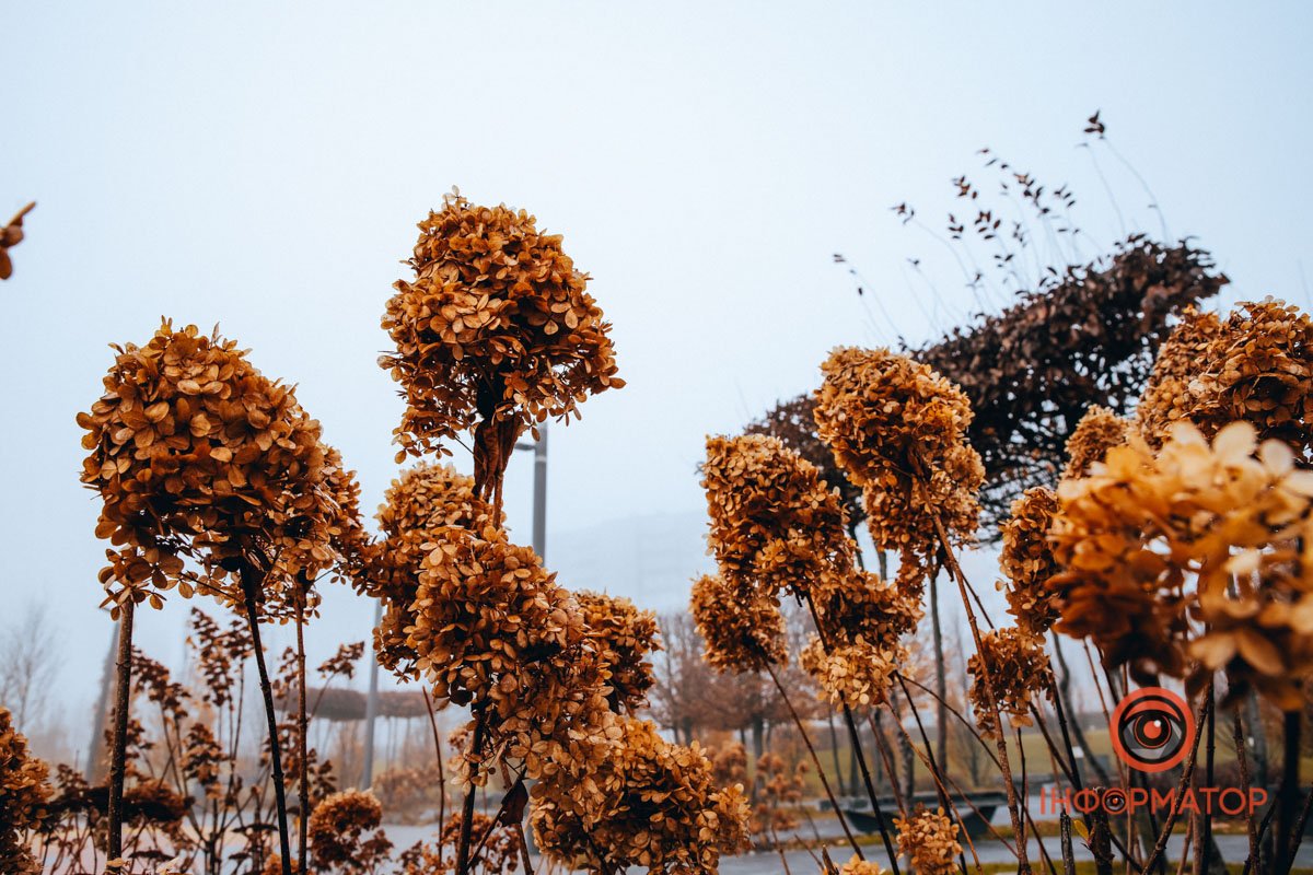 Жовто-сіре Жовто-сіре