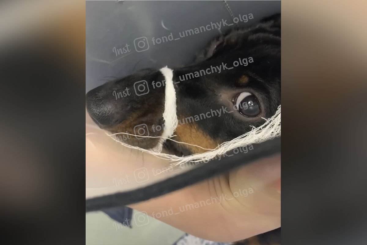 Открытые раны и обломки в глазу: какие животные Днепра нуждаются в помощи 1