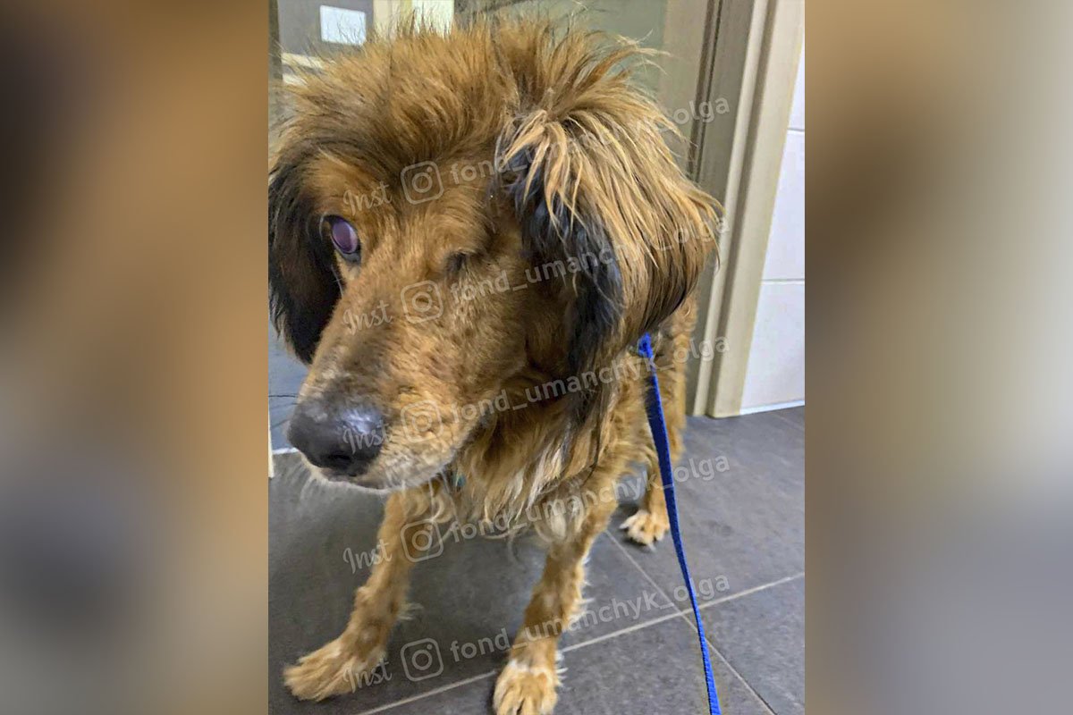 Открытые раны и обломки в глазу: какие животные Днепра нуждаются в помощи 2