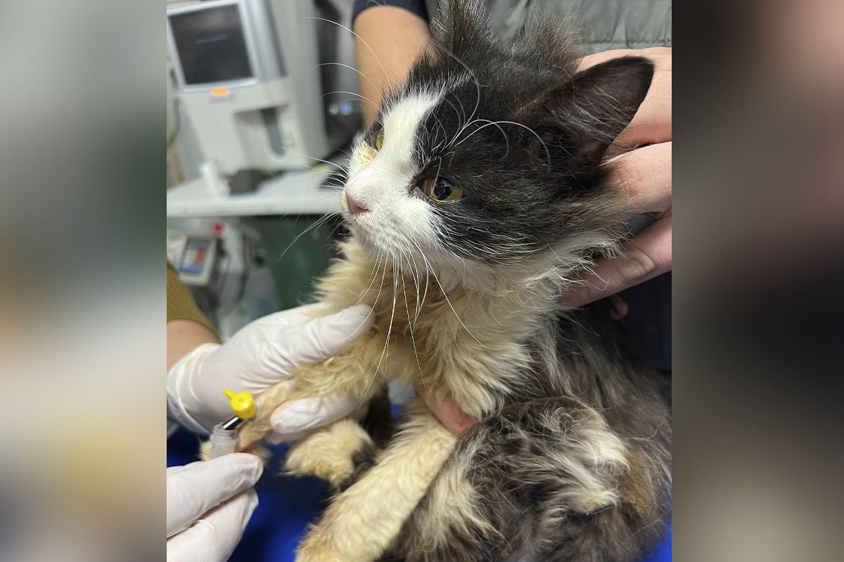 Открытые раны и обломки в глазу: какие животные Днепра нуждаются в помощи 3