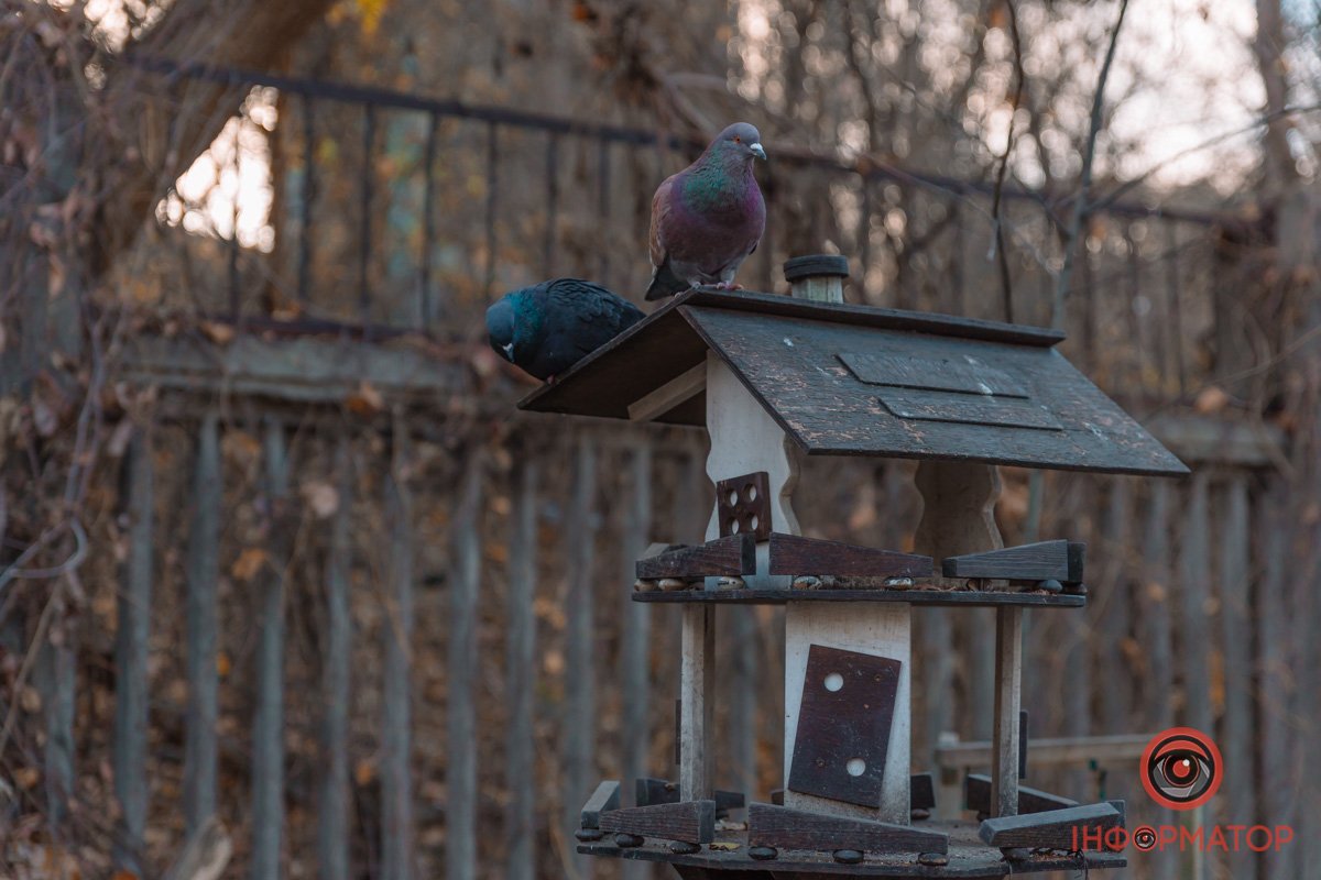 Годівниця для птахів Годівниця для птахів