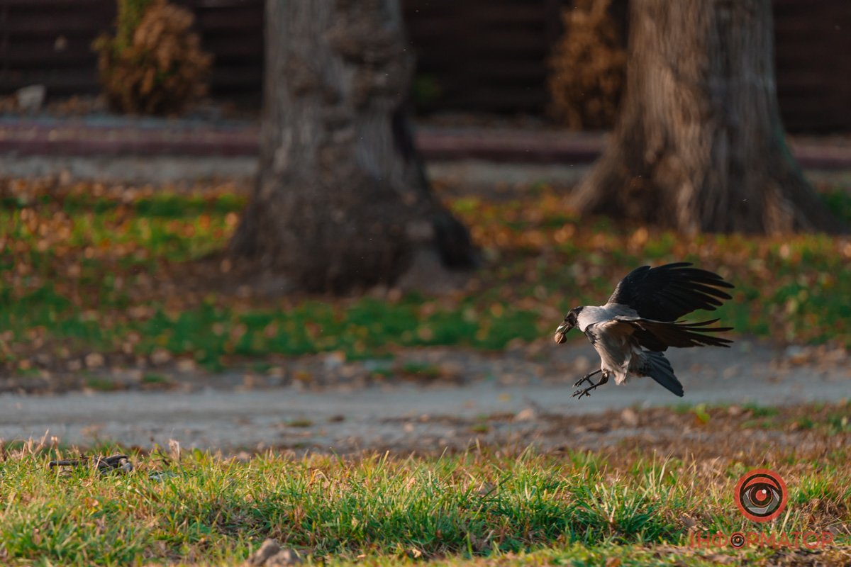 Ворона та горіх Ворона та горіх