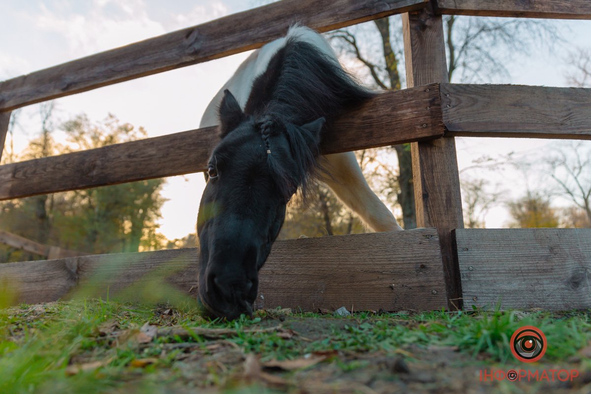 Поні тягнеться за листочком Поні тягнеться за листочком