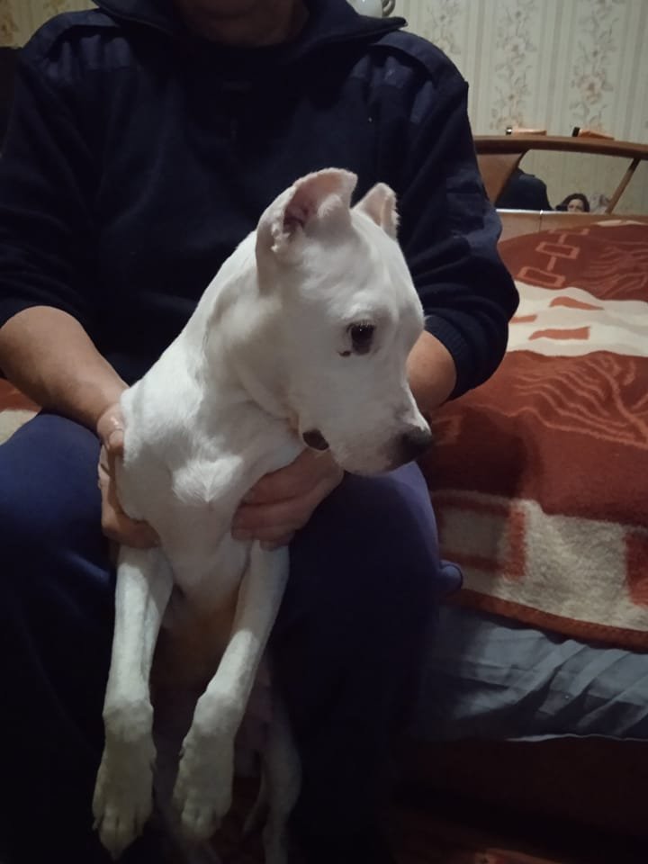 В Днепре исчезло много животных: помогите найти 5