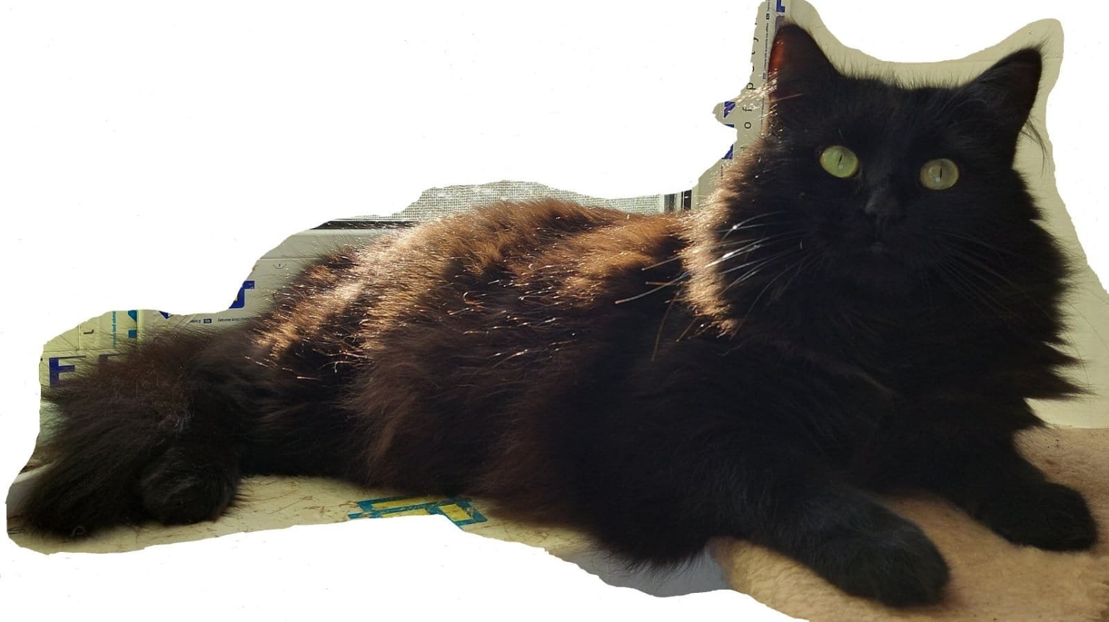 В Днепре исчезло много животных: помогите найти 1