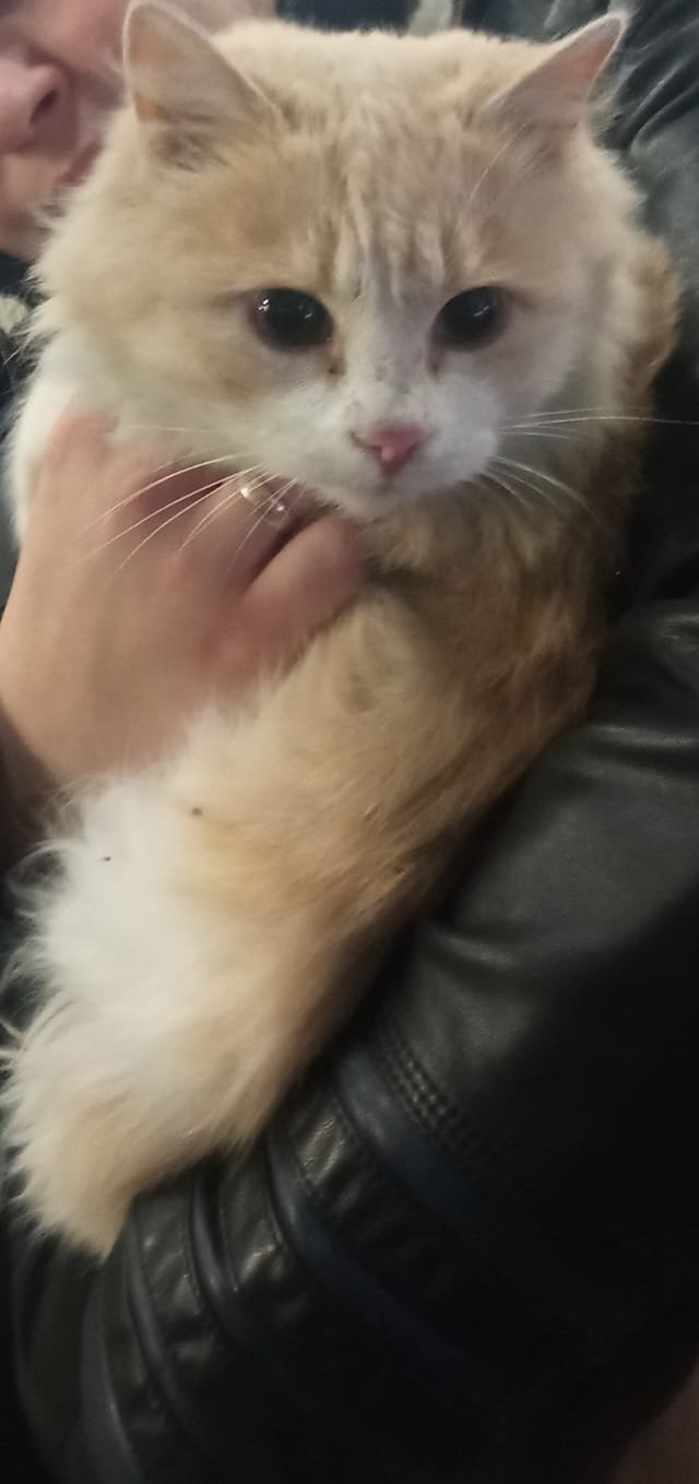 В Днепре исчезло много животных: помогите найти 6