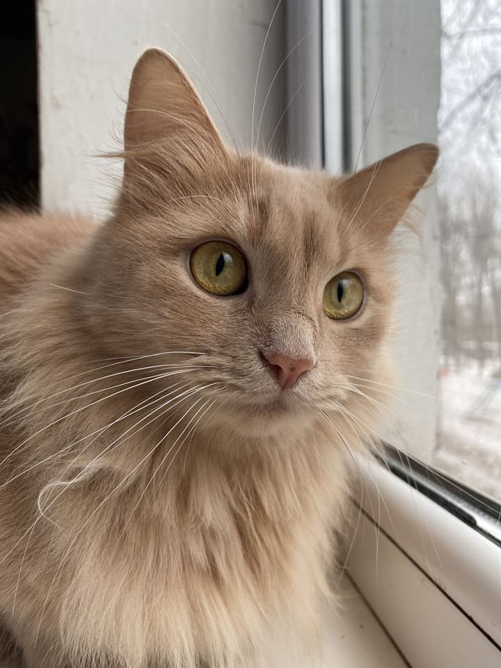 В Днепре исчезло много животных: помогите найти 2