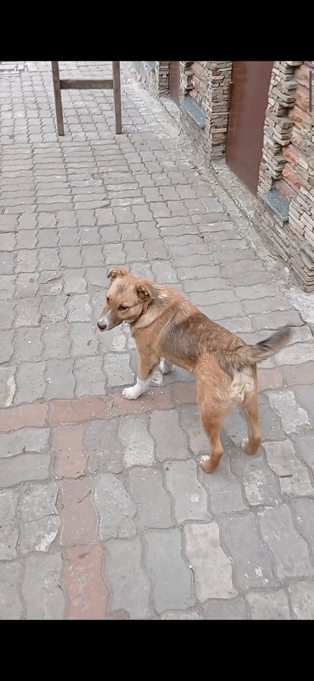 В Днепре исчезло много животных: помогите найти 3