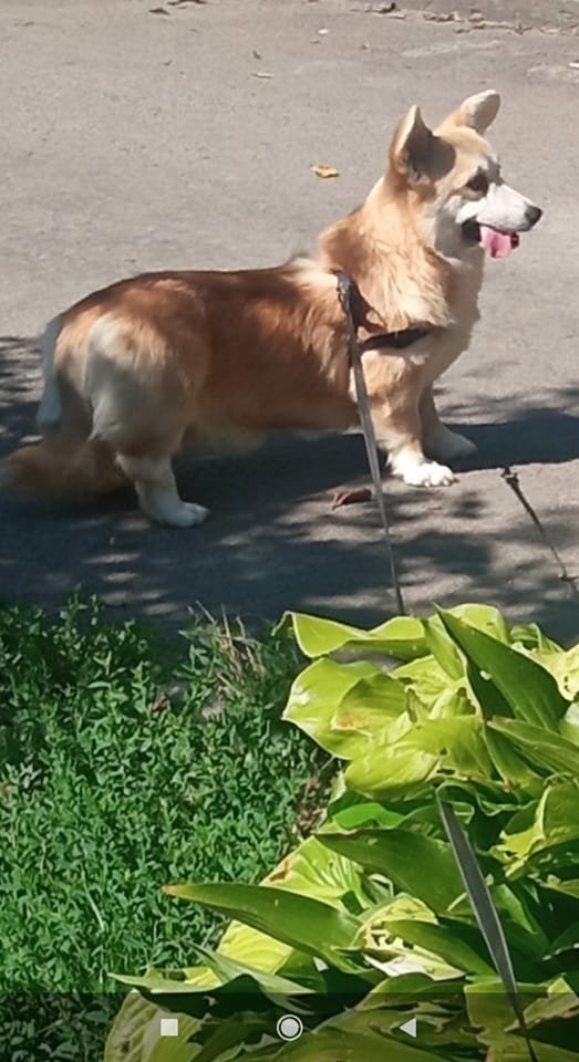 В Днепре исчезло много животных: помогите найти 4