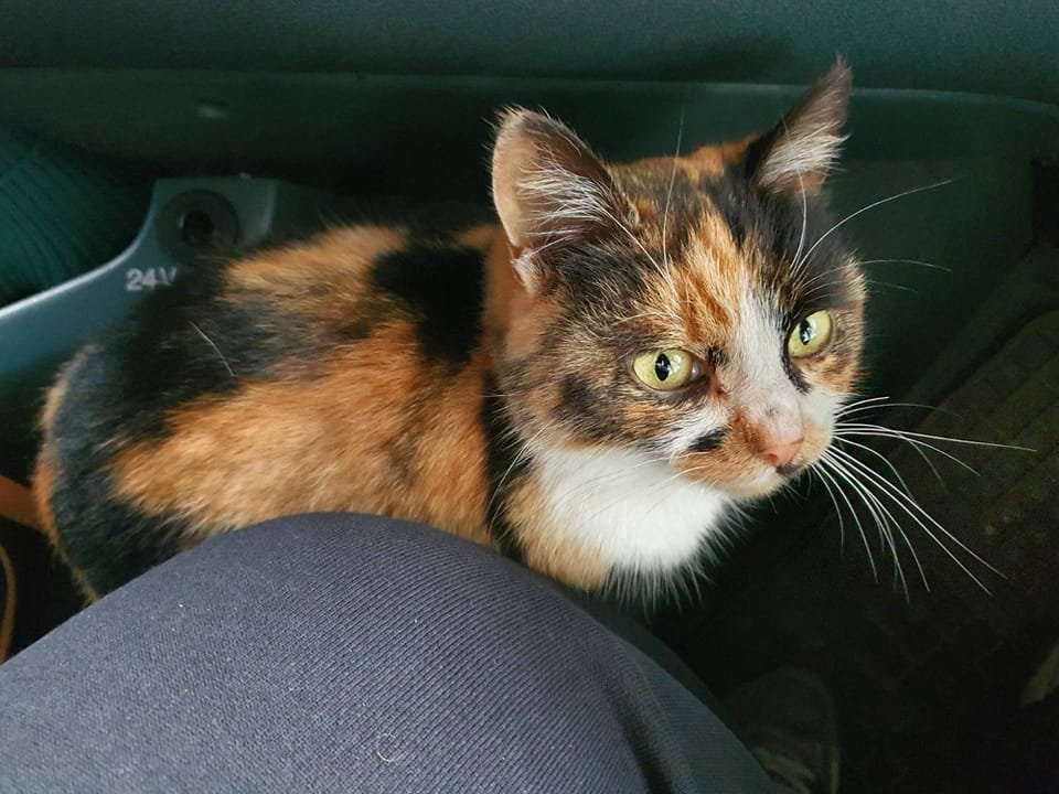 В Днепре исчезло много животных: помогите найти 7