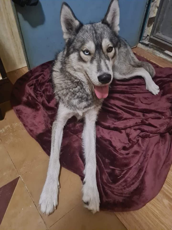 В Днепре исчезло много животных: помогите найти 8