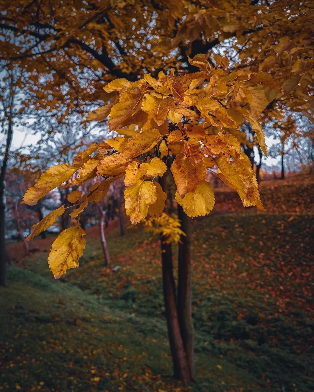 @datchenko.i @datchenko.i