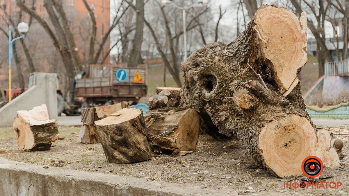 У Дніпрі у парку Глоби вирубують дерева: для чого це роблять