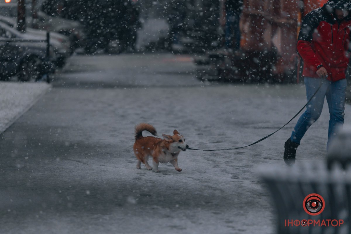 Зимова прогулянка хвостатого
