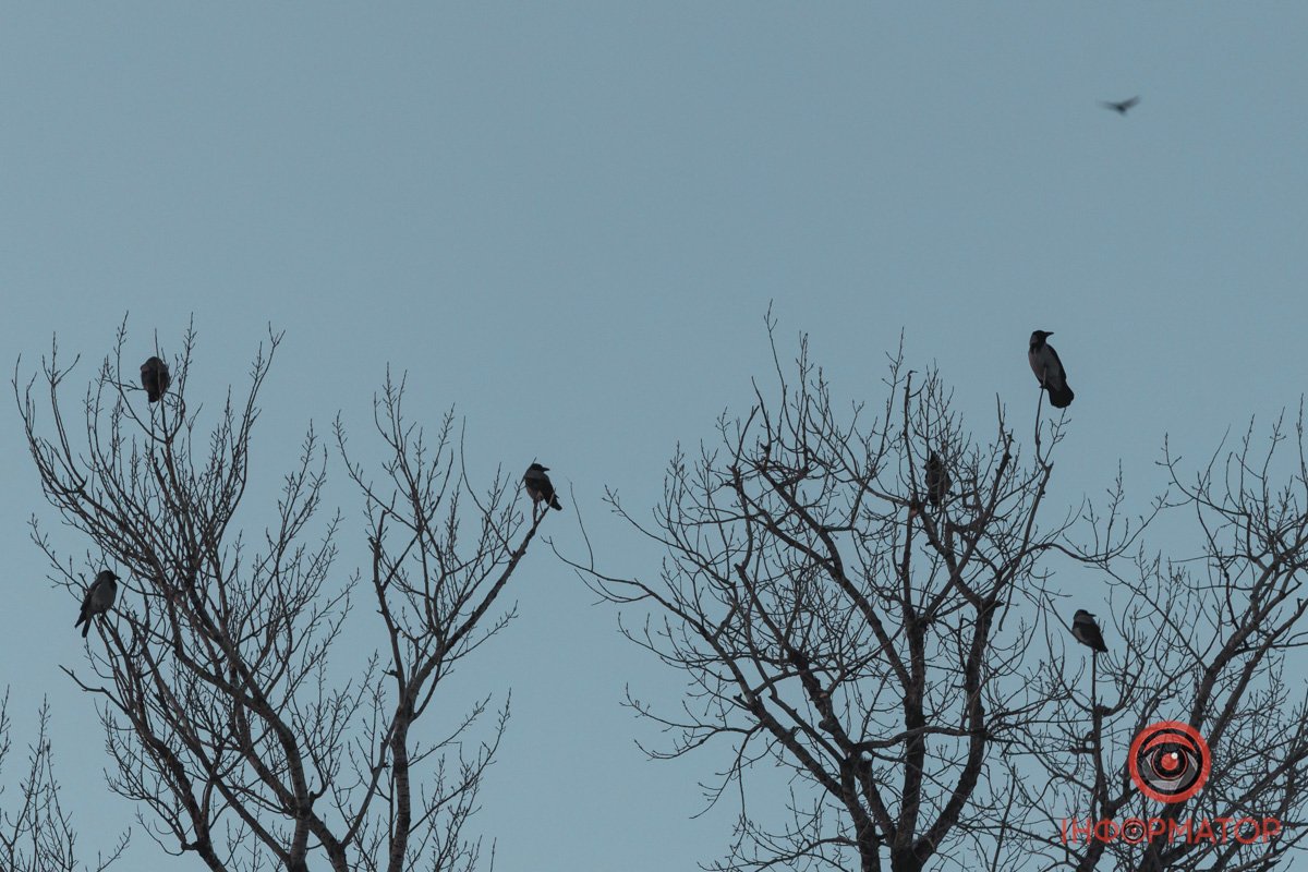 Ще не всі пташки відлетіли у вирій