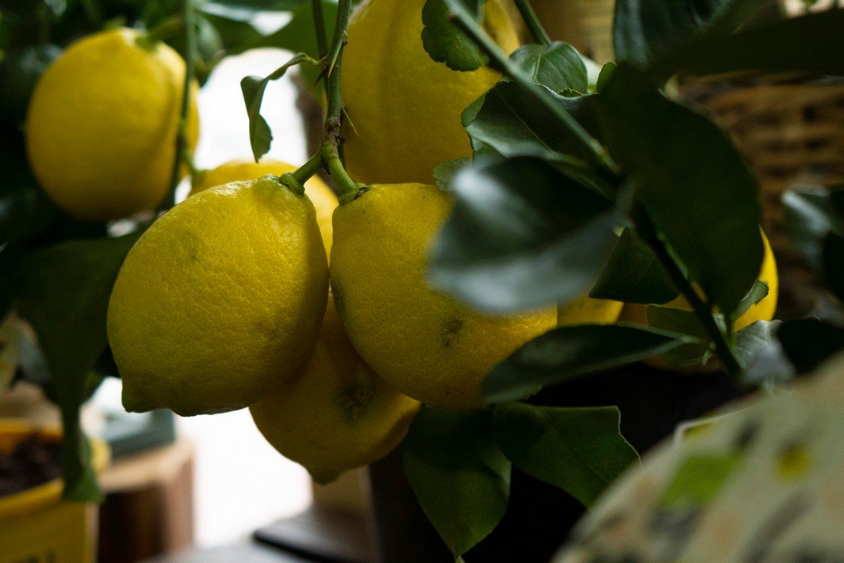 Це вже 5 щорічна велика благодійна квіткова барахолка Це вже 5 щорічна велика благодійна квіткова барахолка