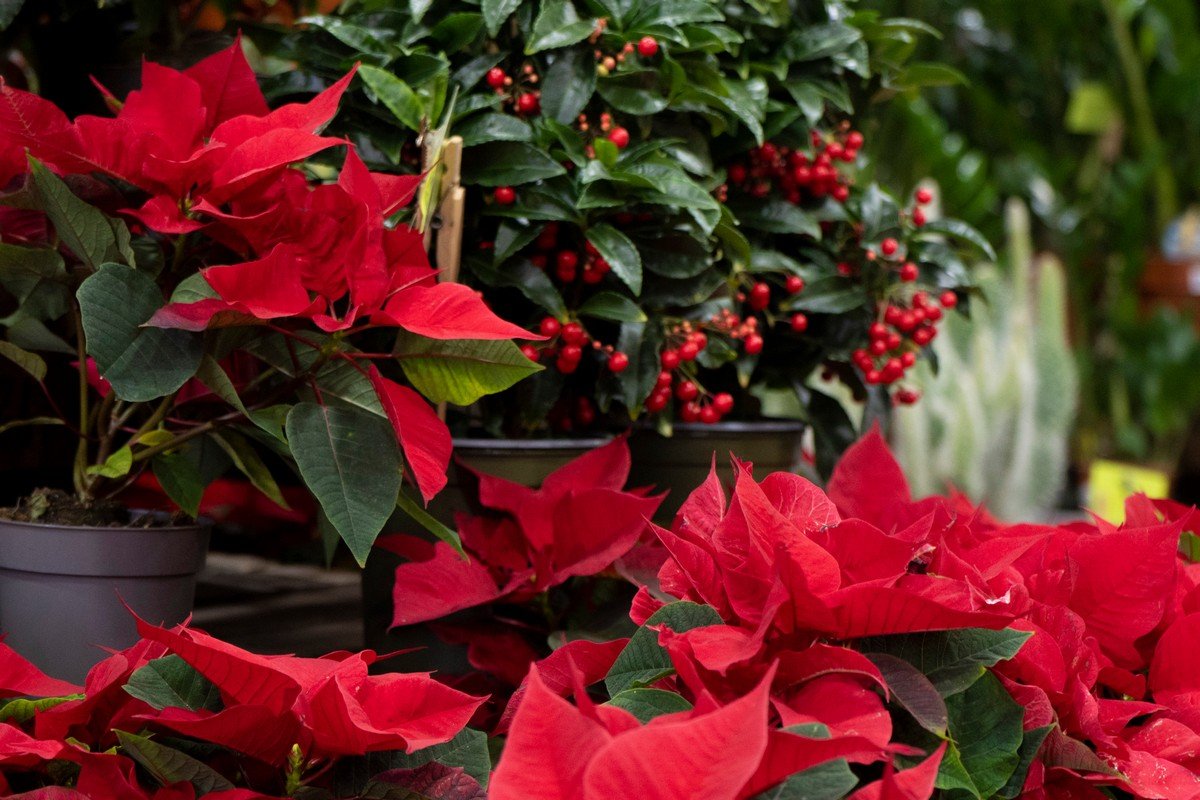 19.12 стартує благодійний квітковий ярмарок «Квіти перемоги» 19.12 стартує благодійний квітковий ярмарок «Квіти перемоги»