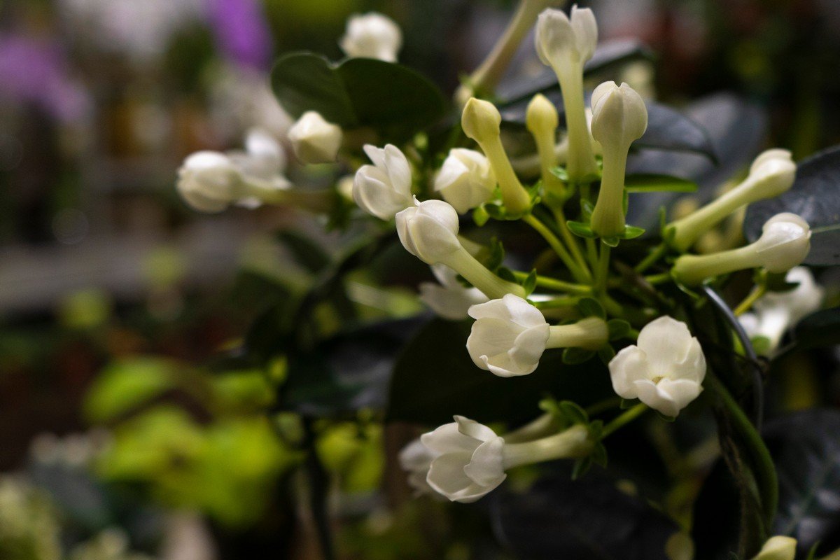 Ярмарка розпочинається 19 грудня Ярмарка розпочинається 19 грудня